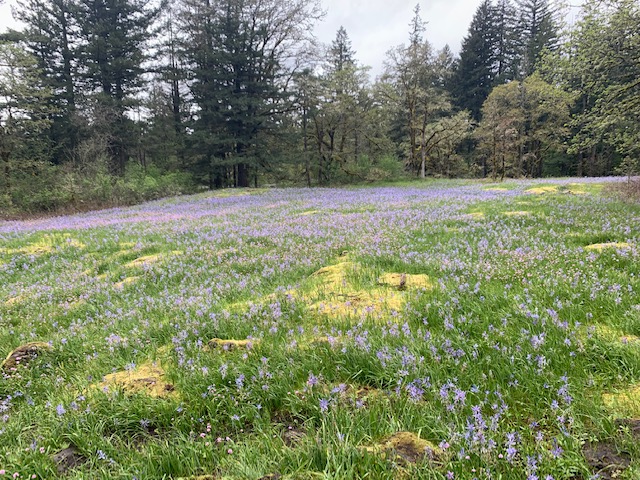 camas_lilies.jpg