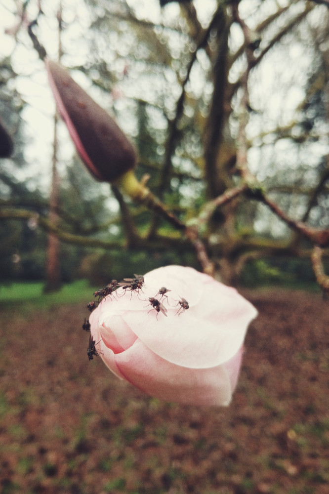 A vertical colour photograph of a white and pink magnolia flower still closed with a few black flies on it.