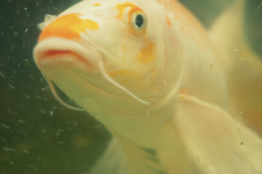 the transient fish