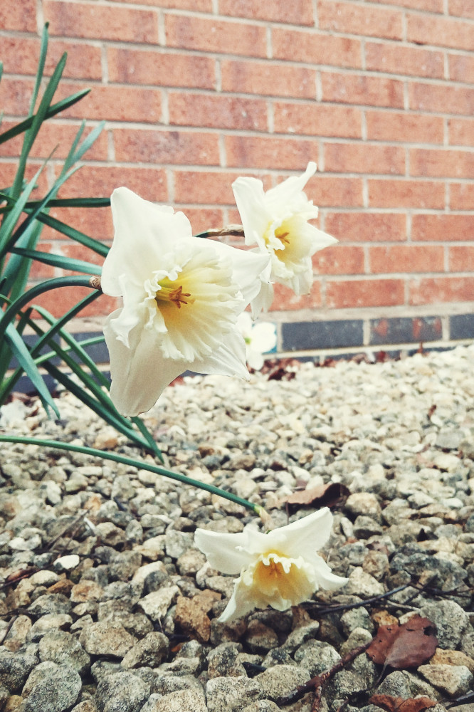A vertical colour photograph of three creamish daffodils heads over a pebbled area by a red brick wall of a house.