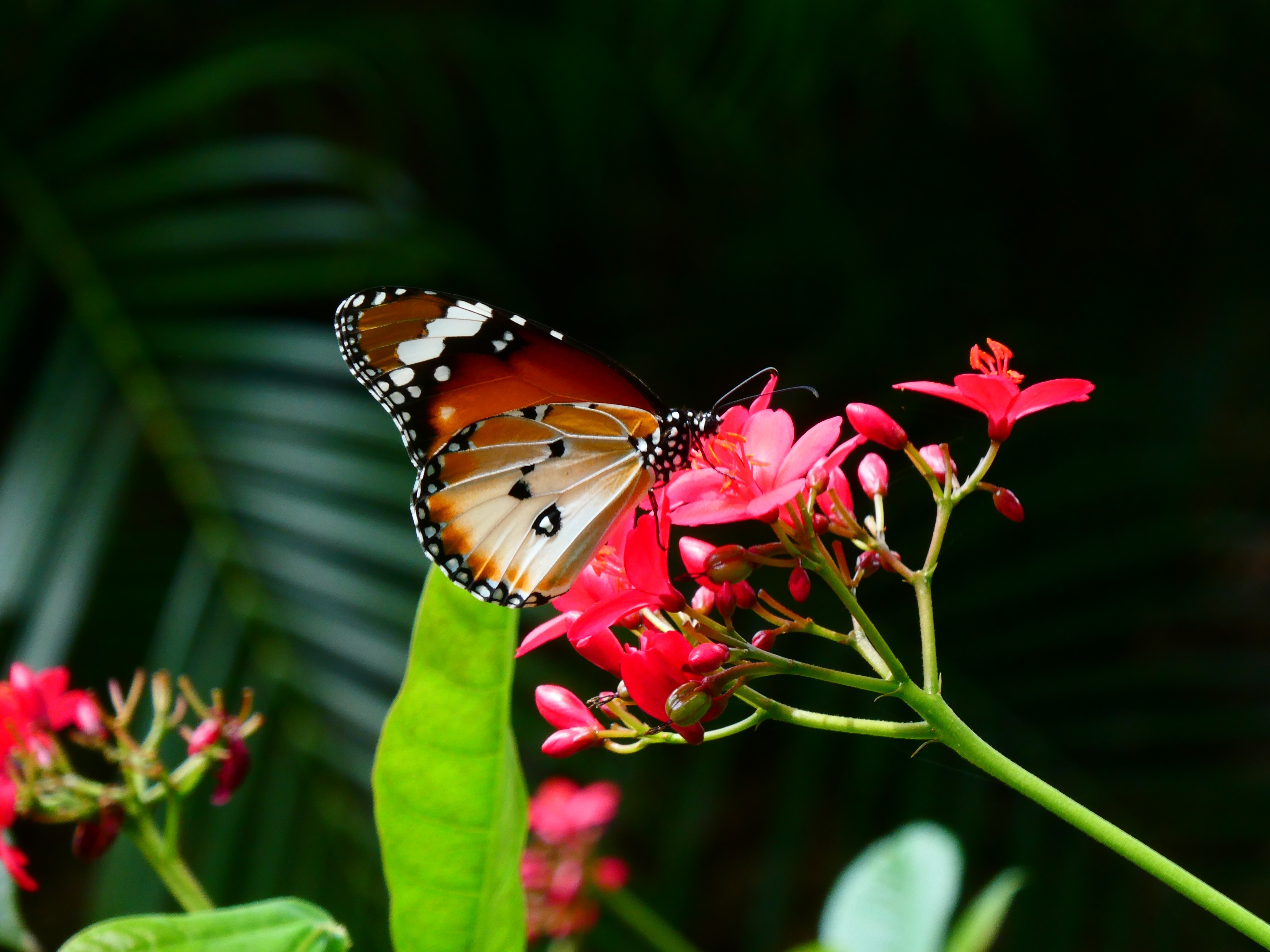 singapore butterfly.jpg