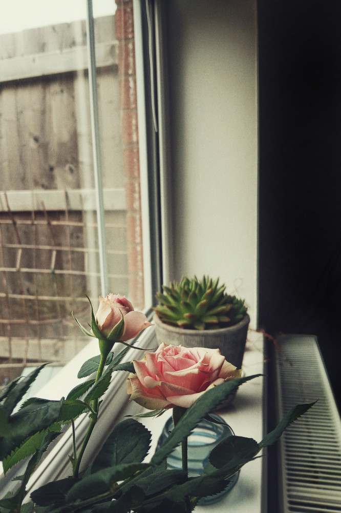 A vertical colour photograph of pink roses on a windowsill just above a white radiator. In the background is a small succulent in a pot.