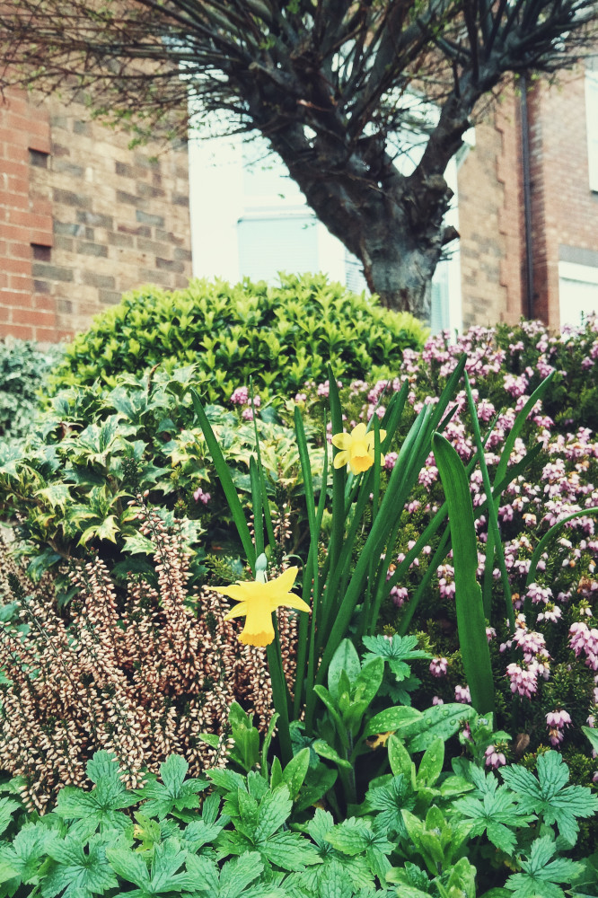 A vertical colour photograph of two small yellow daffodils in the midst of growing greenery at the foot of a tree in front of a red brick house.