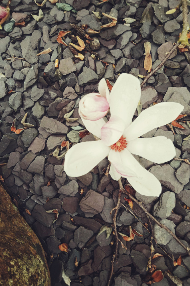 A vertical colour photograph of an opened mangnolia flower just above a bed of dark slate. At the bottom left hand corner of the image is part of a rock.