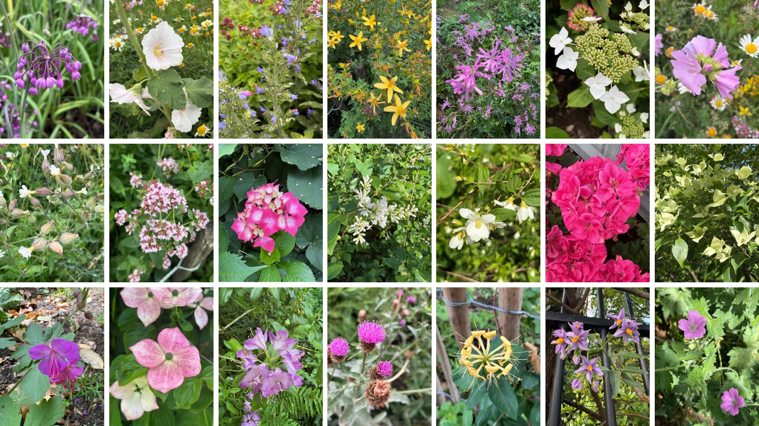 BrusselsFlowers2.webp