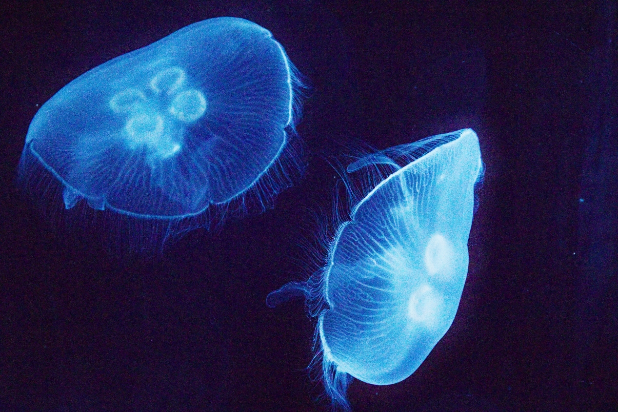 Aquarium_Jellyfish.jpg