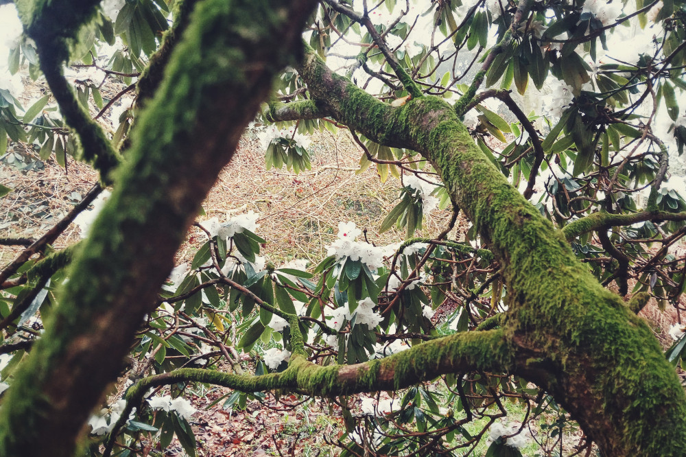 A horizontal colour photograph of a rhododendron tree from the inside. The branches and twisty and covered in thick moss. The flowers at the end are white.