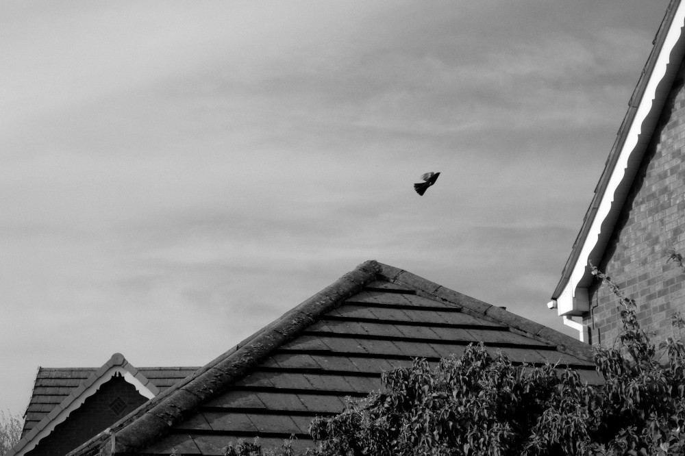 A horizontal black and white photograph of a blackbird in flight over overlapping tiled roofs. In the foreground is some vegetation. The sky is full of thin wispy clouds.