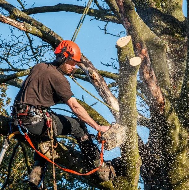 North Shore tree loopers.JPG