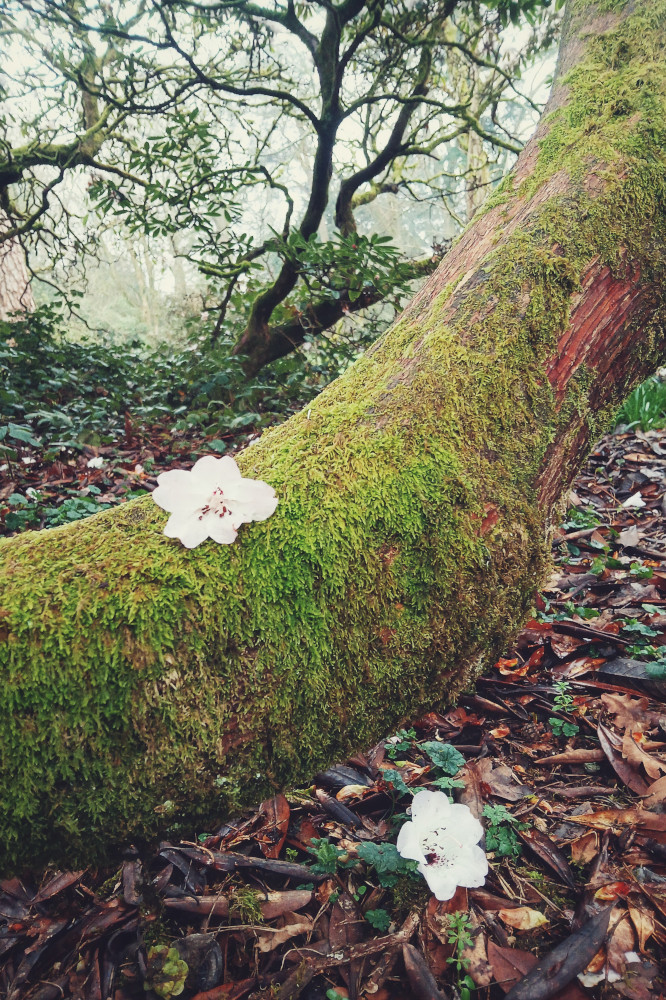 A vertical colour photograph of two white rhododendron flowers fallen off the tree. One rests on a the moss of a trunk going upward, the other on the on the ground among leaf litter.