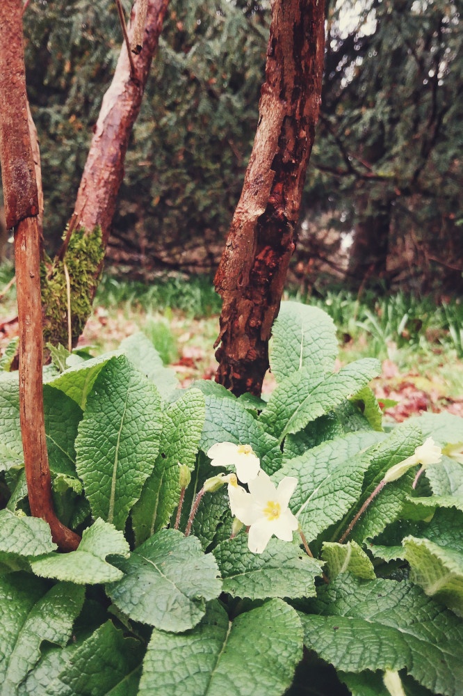 A vertical colour photograph of primroses at the foot of a bush with many small clustered trunks going upwards.