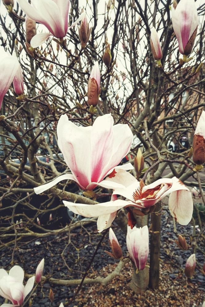 A vertical colour photograph of magnolia flowers on the way to being fully open. The tree is full of flowers at various stages of life, from buds to fully opened.