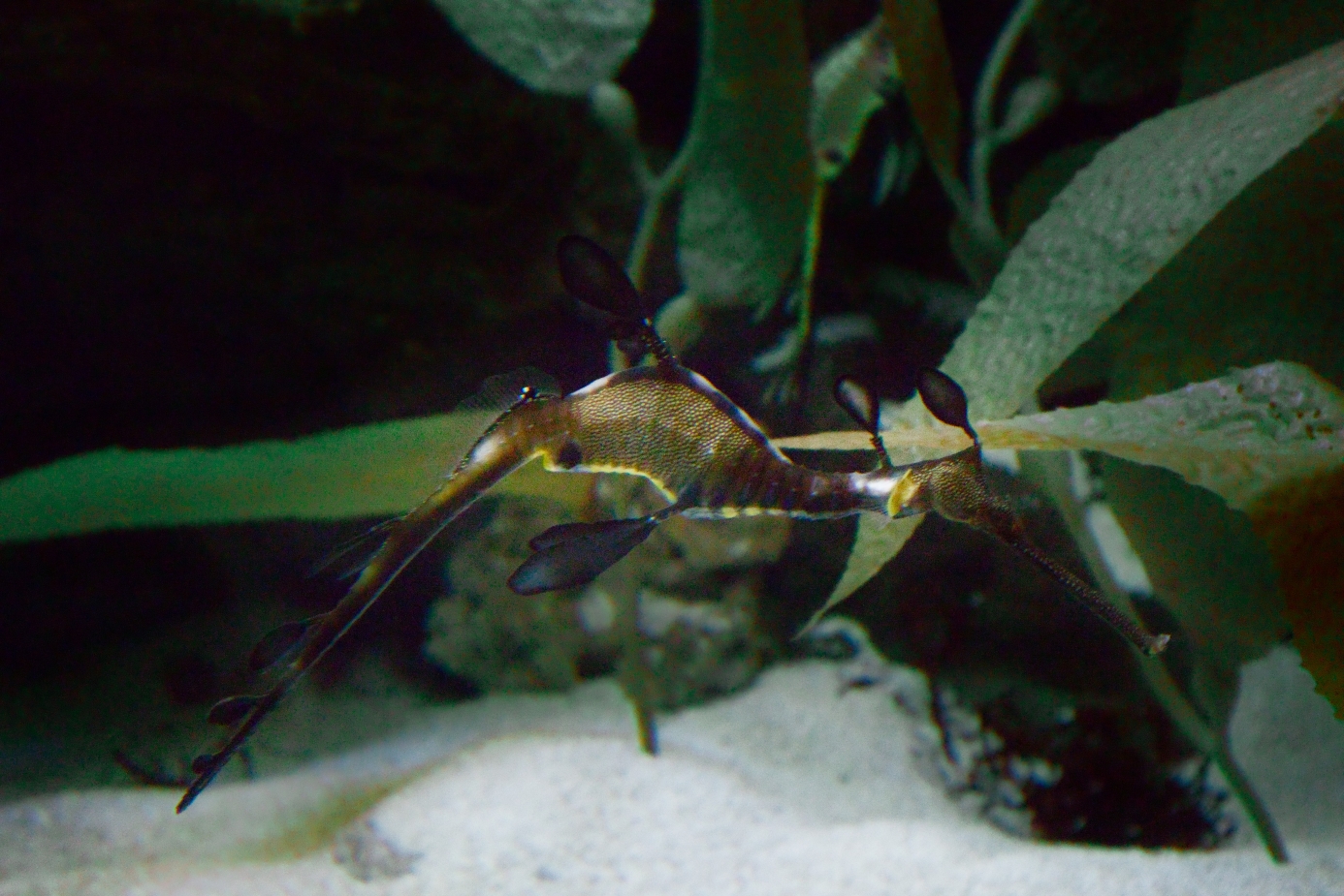 Aquarium_Seahorse.jpg