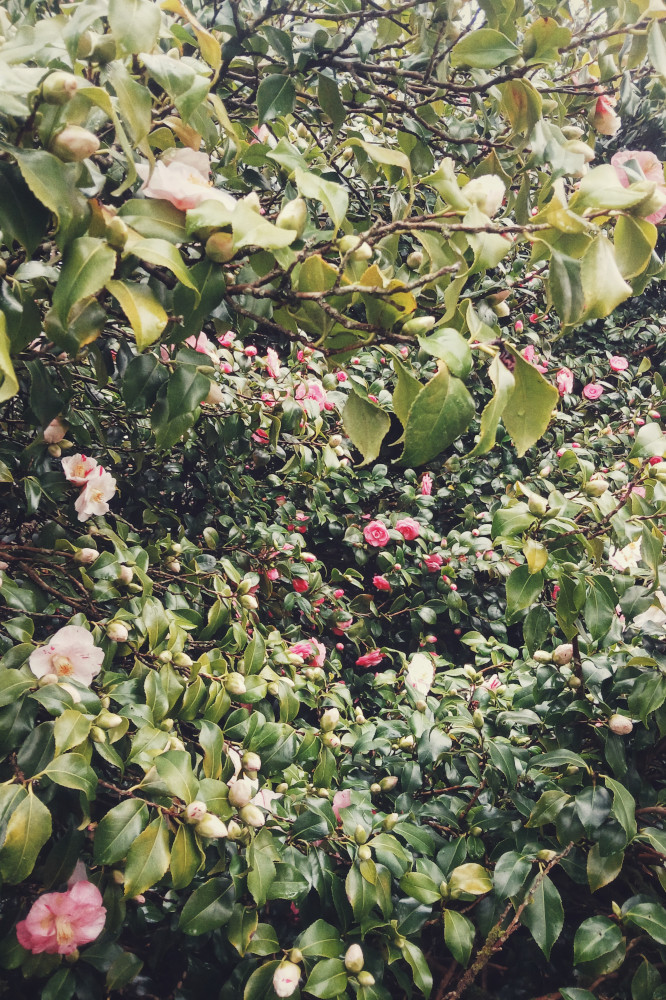 A vertical colour photograph of two camelia bush in flower. One has dark pink flowers, the other light pink flowers. They are dense and appear to form a deep tunnel of leaves and flowers.