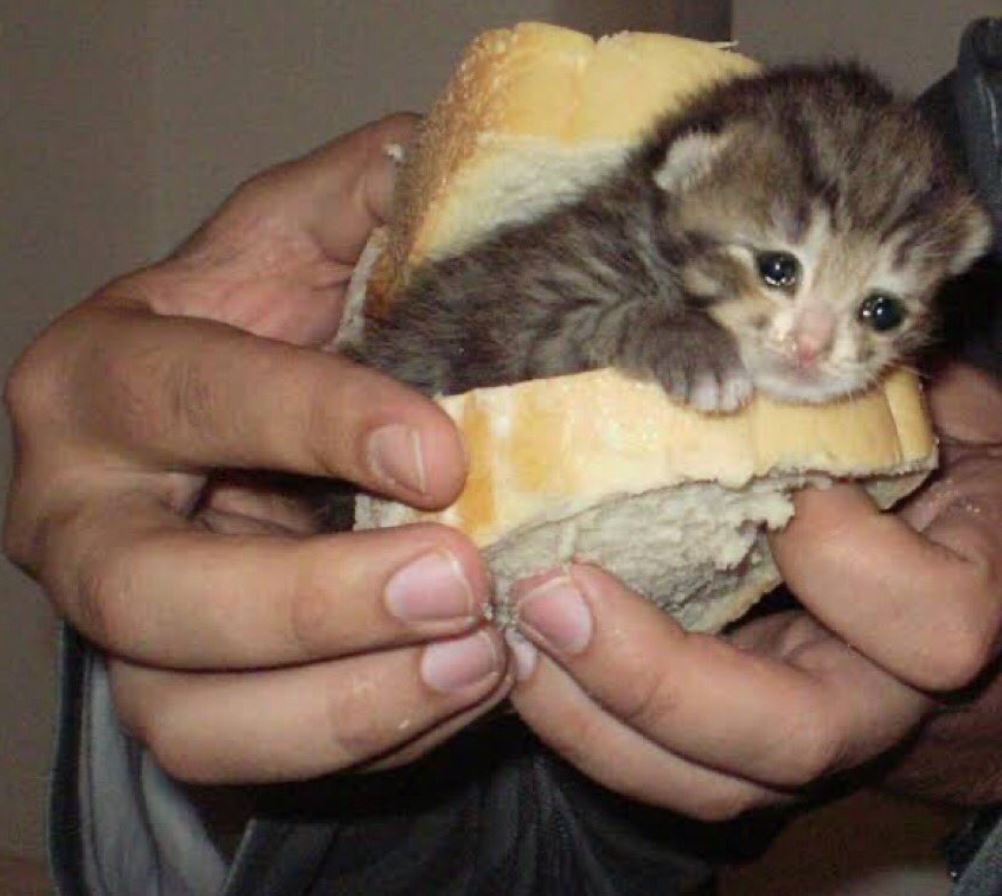 sandwhich.JPG