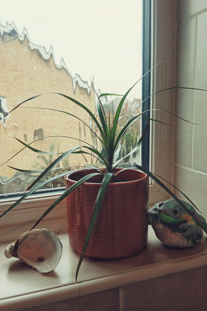 A vertical colour photograph of a windowsill corner with a plant in a brown orange pot. Next to it is a fabric frog on a stone to the left, whilst to the right is an empty deep oyster shell.