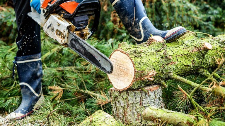 tree_pruning.jpg