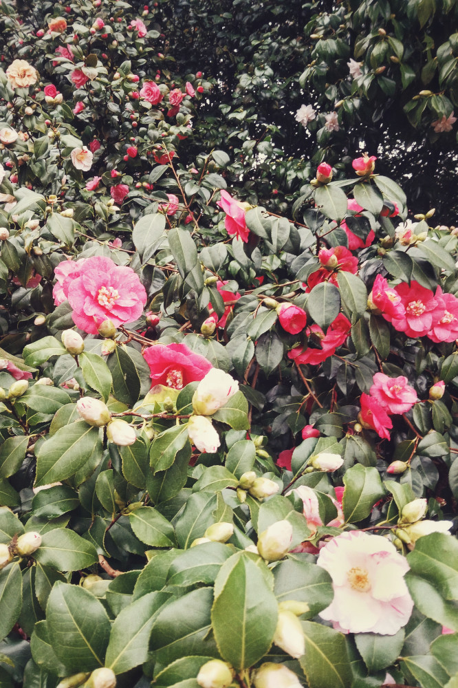 A vertical colour photograph of two camelia bush in flower. One has dark pink flowers, the other light pink flowers. They are dense and appear to form a deep tunnel of leaves and flowers.