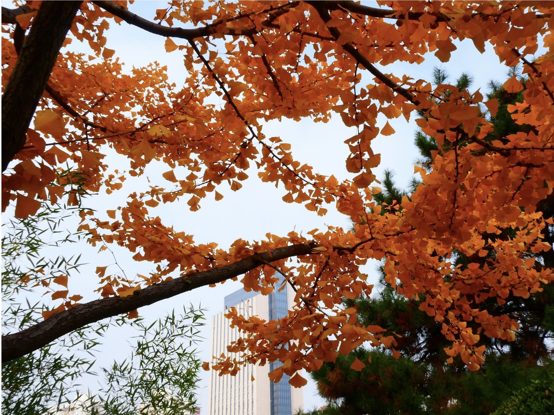 gingko in shadows.jpeg