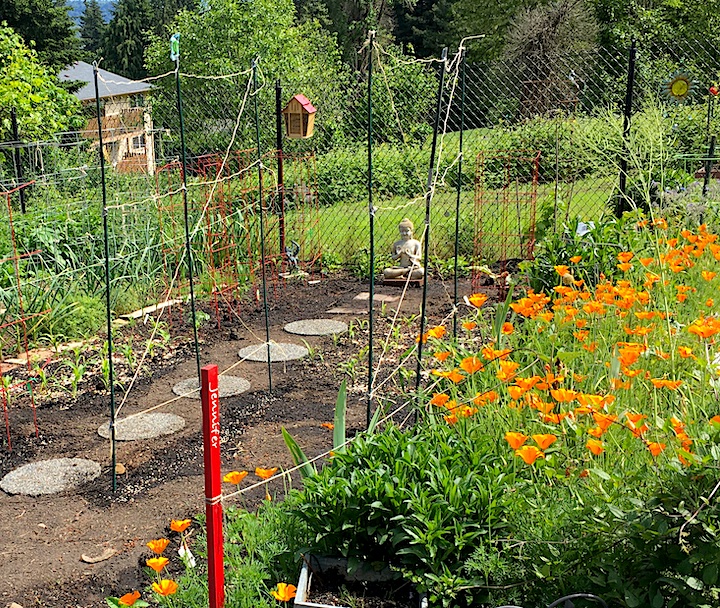 2020_05_24_blog_poppies.JPG