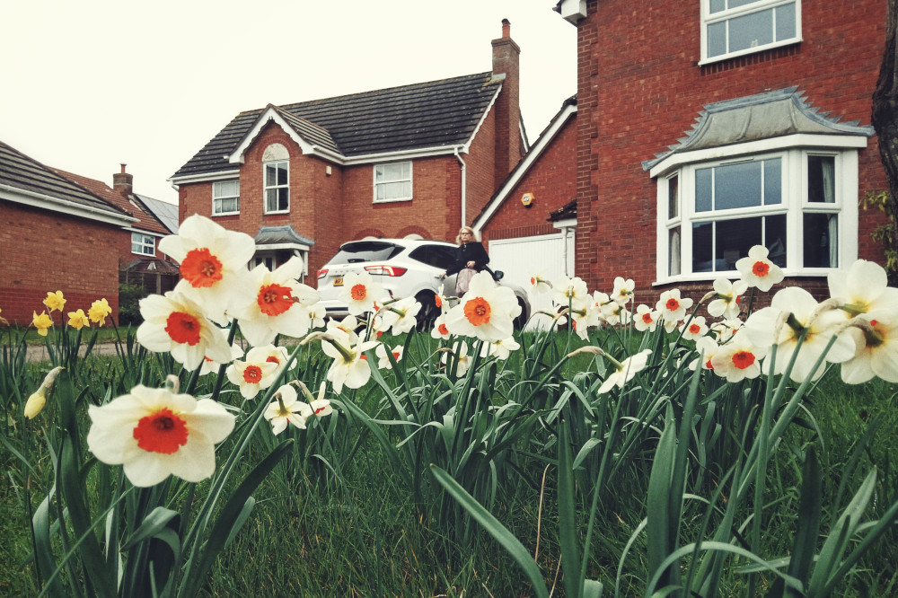 A horizontal colour photograph of a bunch of daffodils in a front lawn. The daffodils are white with an orange centre (I call them egg daffodils). In the background a person is about to get into a white car.