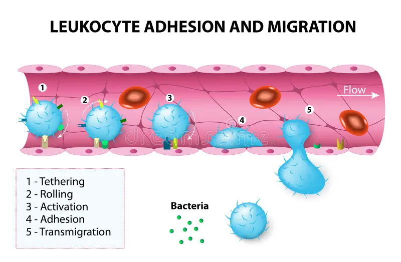leukocyte-adhesion-migration-activation-chemotactic-agents-leukocytes-change-shape-leukocytes-then-crawl-64617293.webp