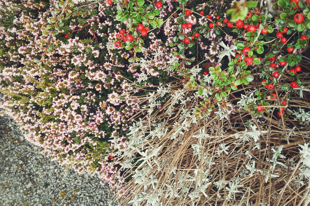 A horizontal colour photograph of colourful bushes - purple, green, red berries, etc.