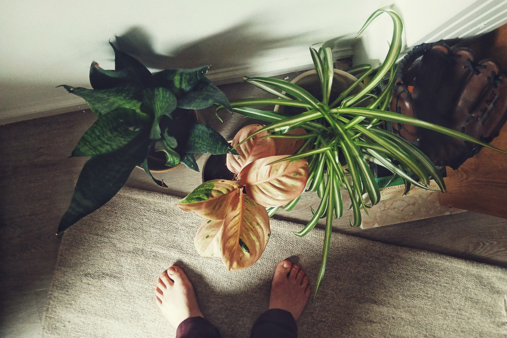 A horizontal top down colourphotograph of three succulent close to each other on the floor by a cream coloured carpet. My feet at one the carpet, bare.