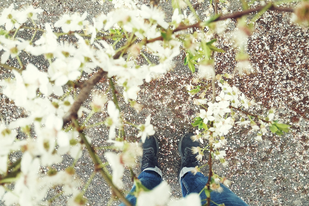 A horizontal colour photograph of my feet in black trainers seen through branches full of white blossoms. The pavement is covered in tiny white leaves of fallen blossoms.