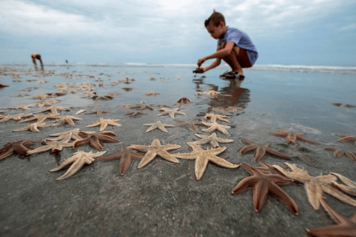 the starfish story making a difference (1).png
