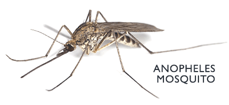 mosquito-anopheles6.gif