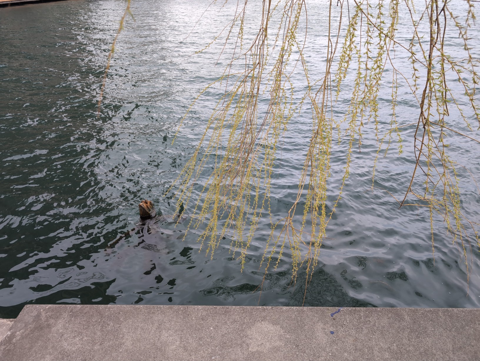 Photo of the water from atop a concrete ledge. A bunch of thin willow tree branches with very small leaves reach down into the frame and nearly touch the water’s surface. Peeking out from the water in the left of the frame is the part of a piece of driftwood that broke off from a medium‐size tree branch.