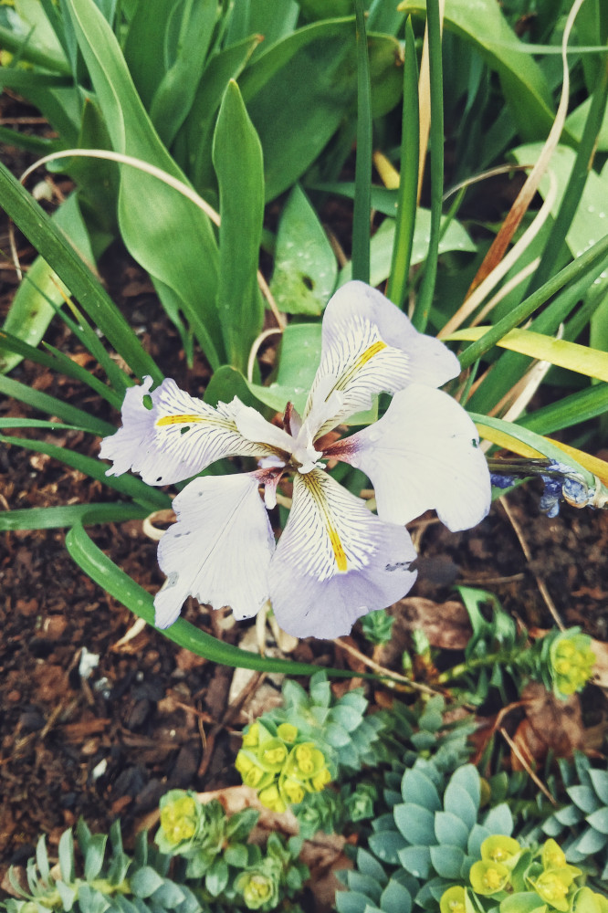 A vertical colour photograph of a purple iris surrounded by various leaves.