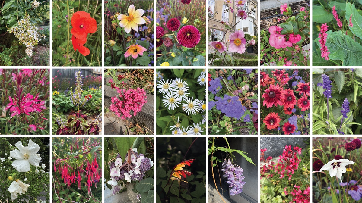BrusselsFlowers3.jpg