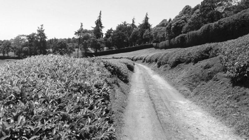Tea-Path-Kenya-bw-blog