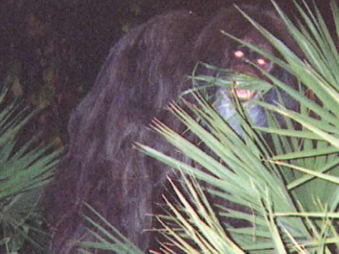 the-skunk-ape-is-a-variant-of-bigfoot-found-in-the-swamps-v0-l82wdjlzbpla1