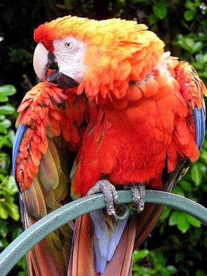 Photo of a scarlet macaw
