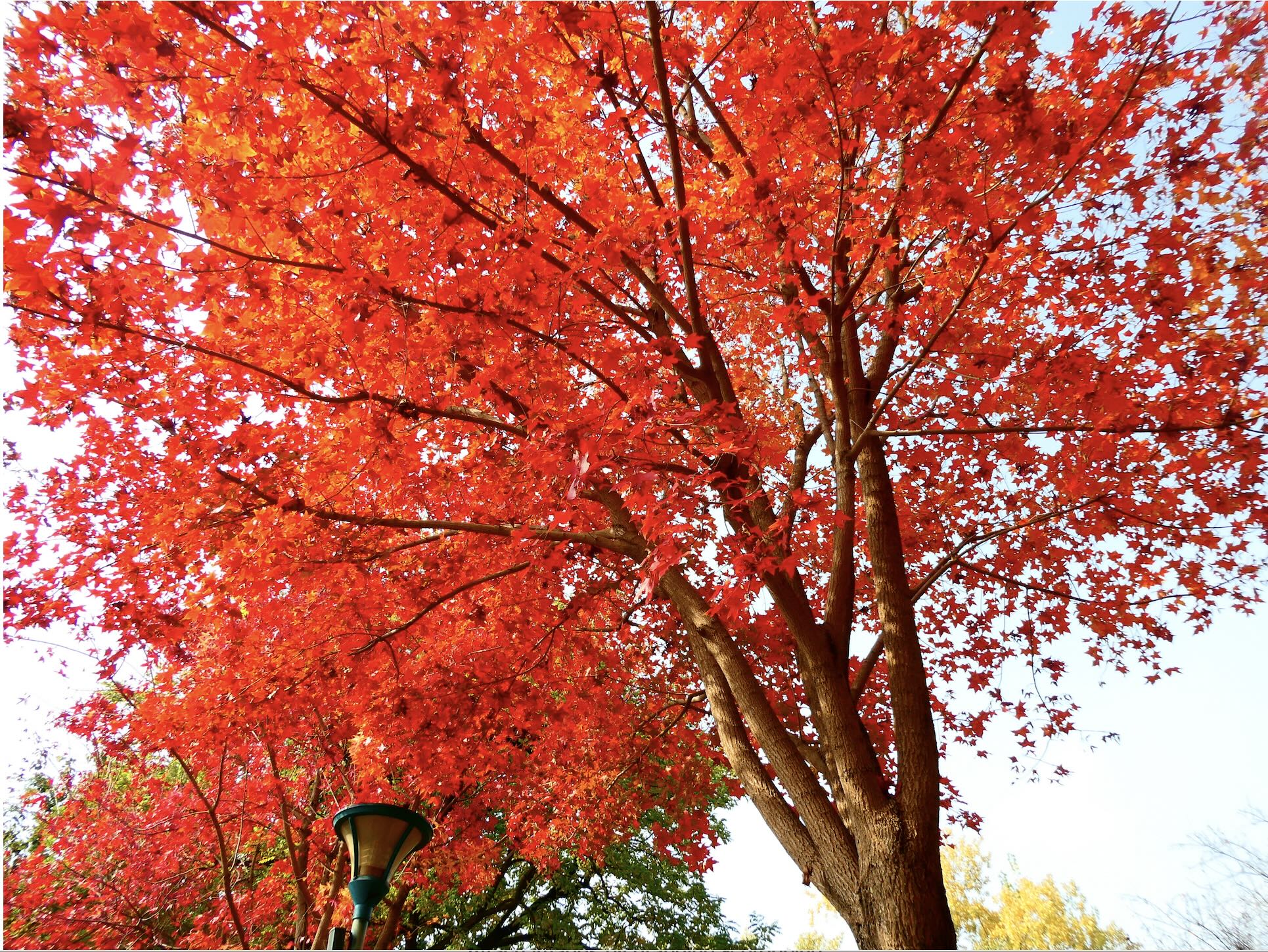 red maples.jpg