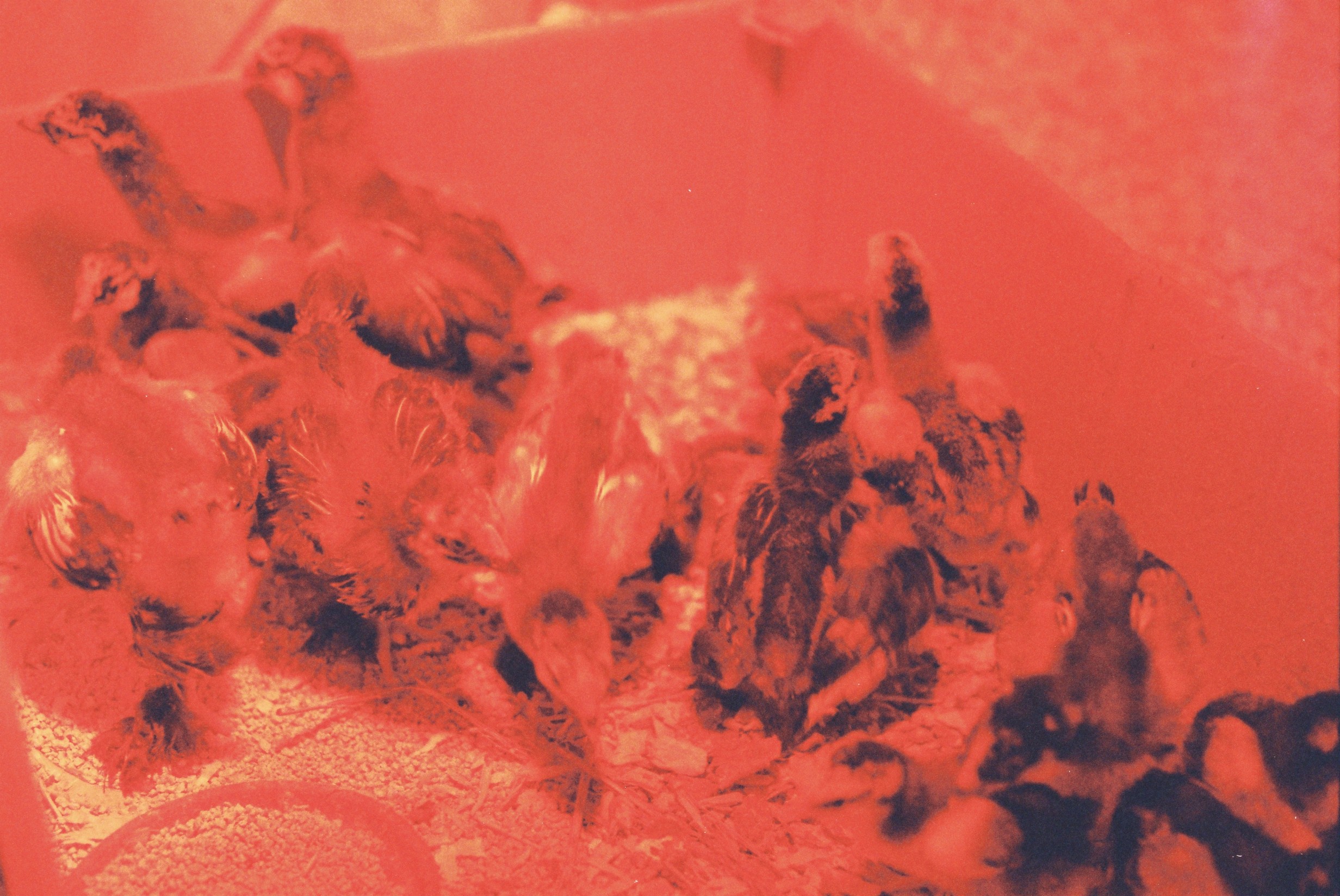 redchicks.jpg
