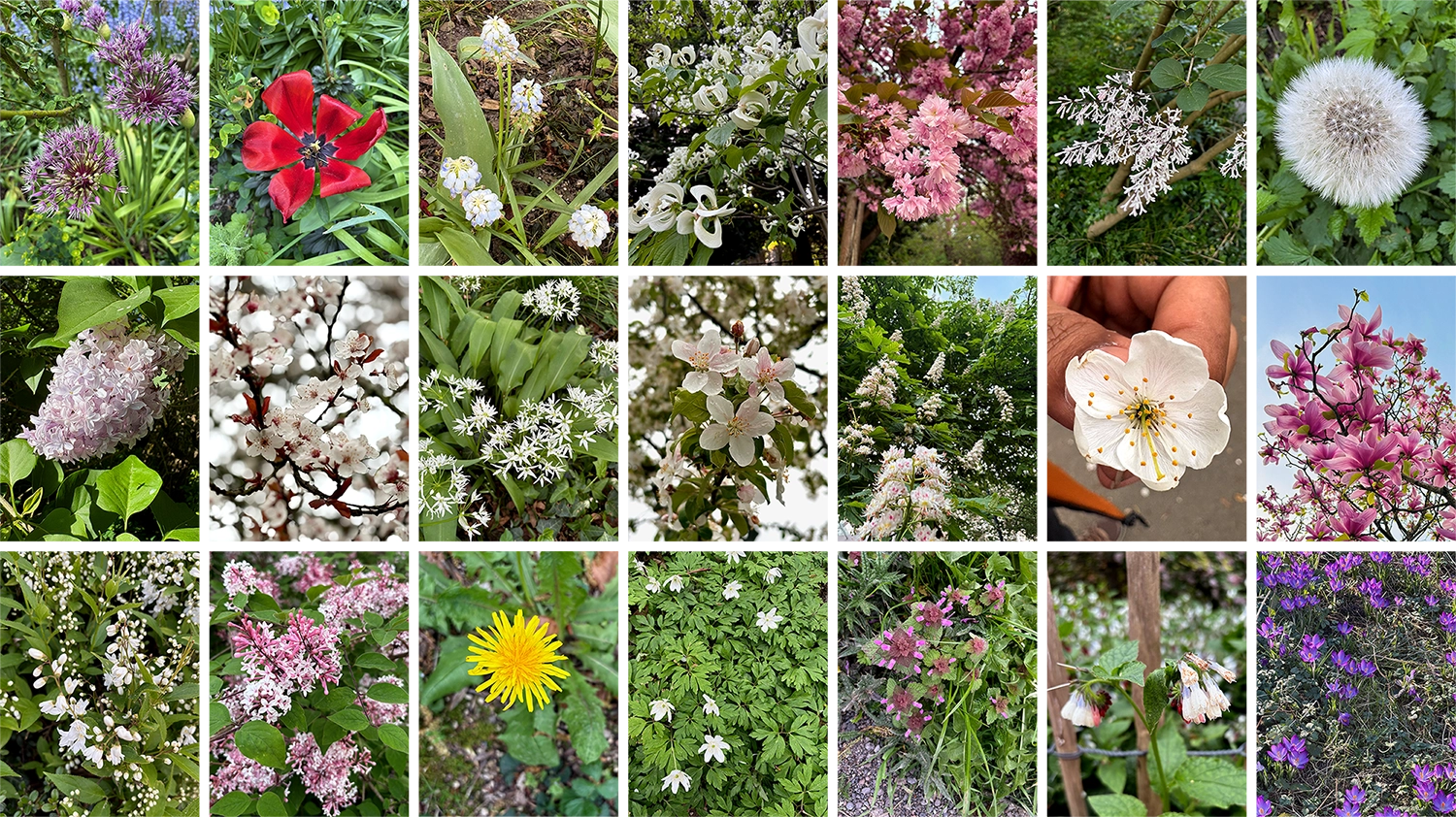 BrusselsFlowers.webp