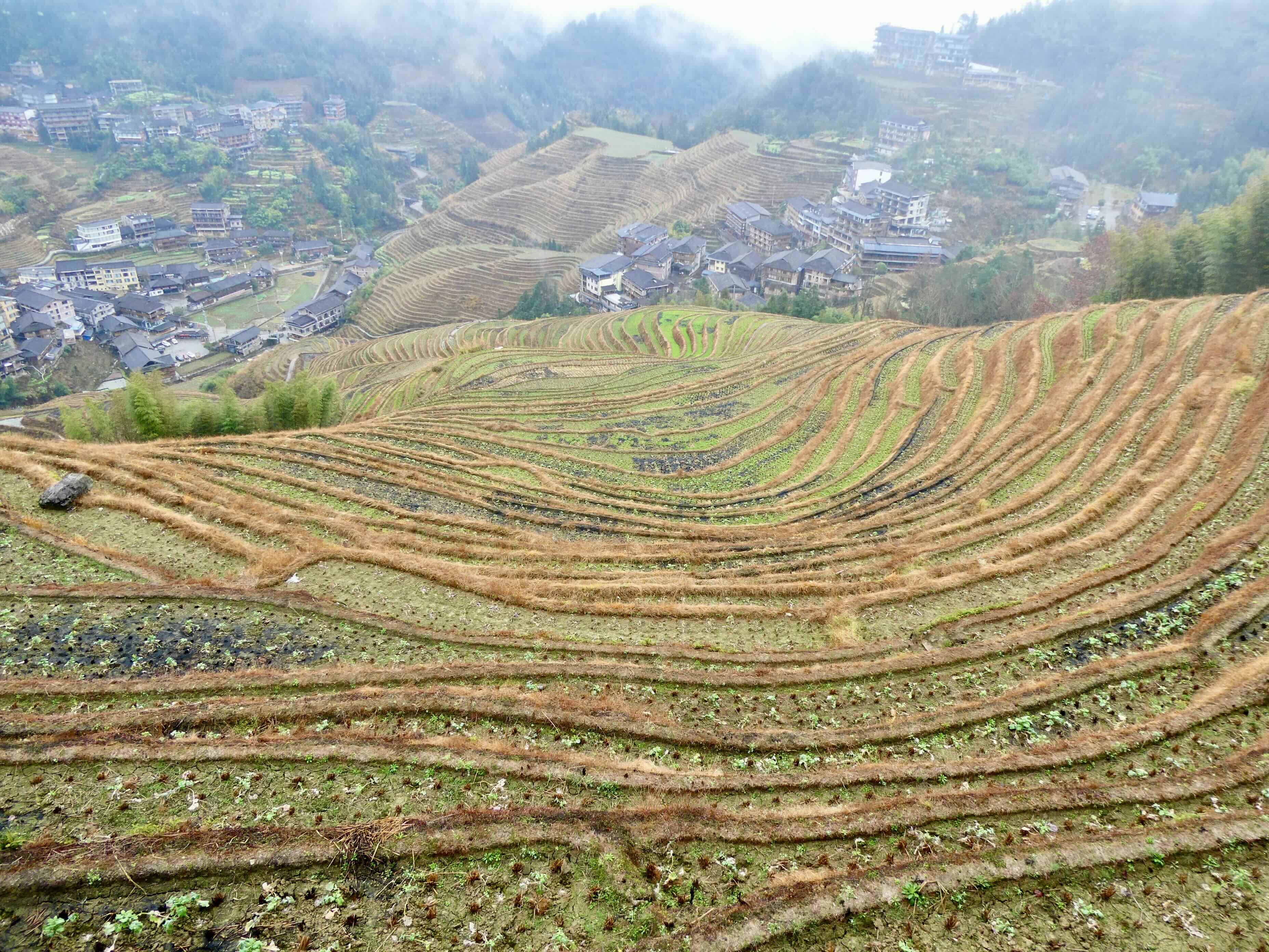 rice terraces 1.jpeg