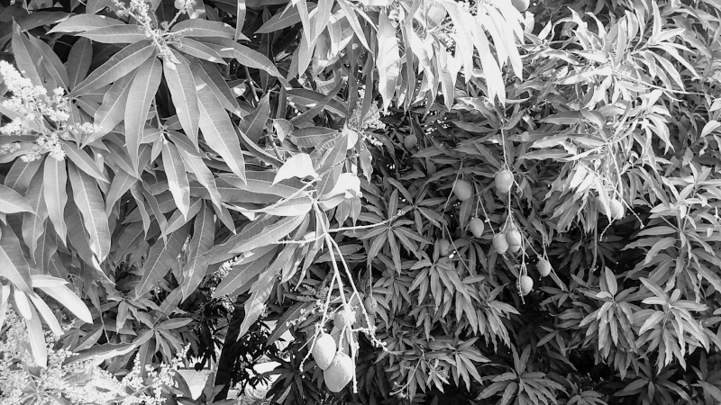mango-tree-bw-blog