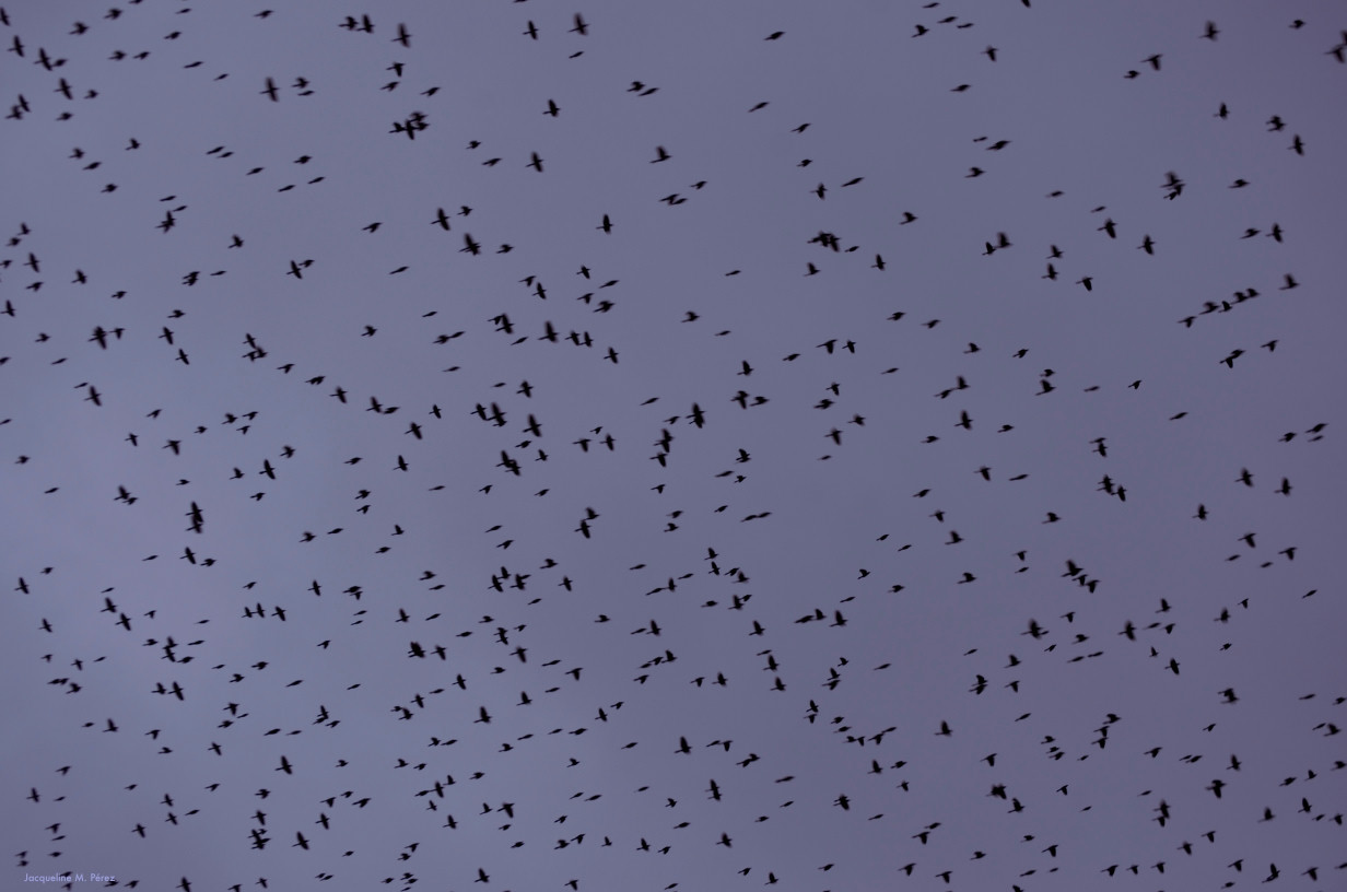 starlingsgracklesblackbirds122215