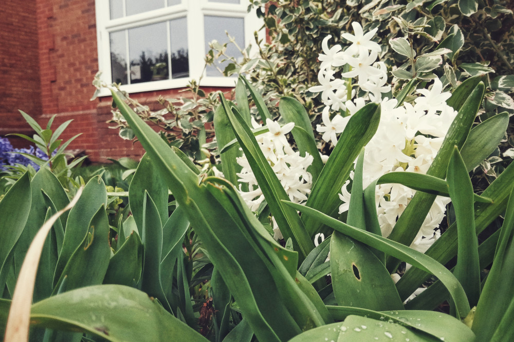 A horizontal colour photograph of white hyacinth seen through thick green leaves. Some still have drops of rain on them.