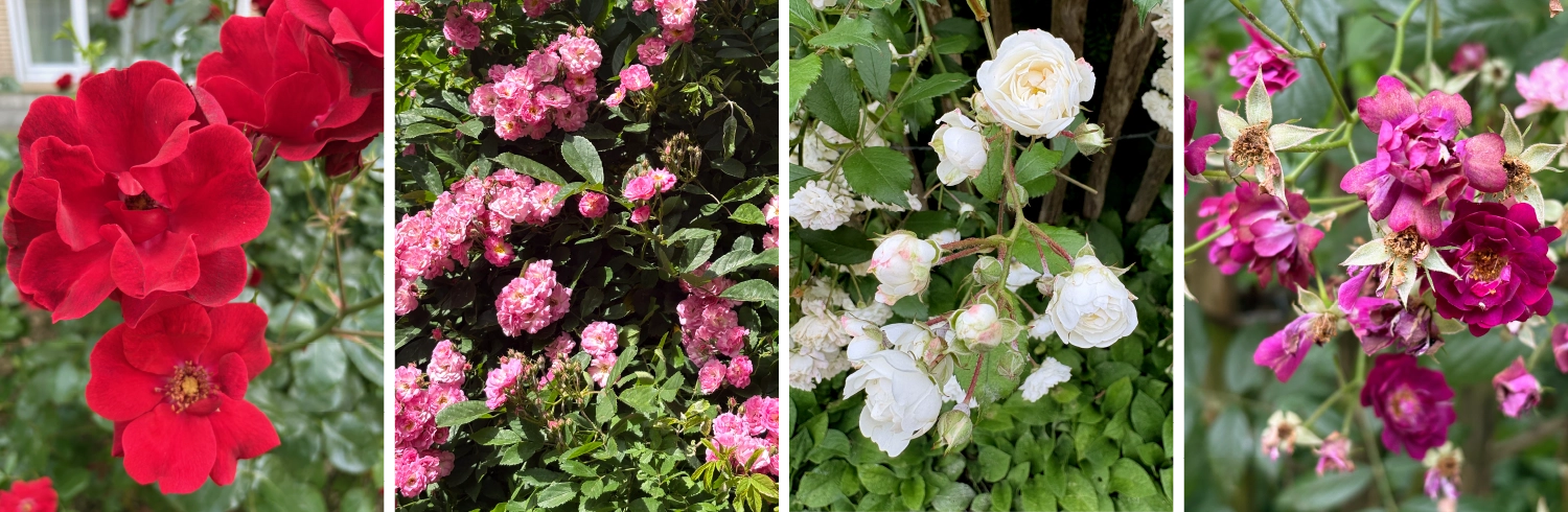 Roses.webp