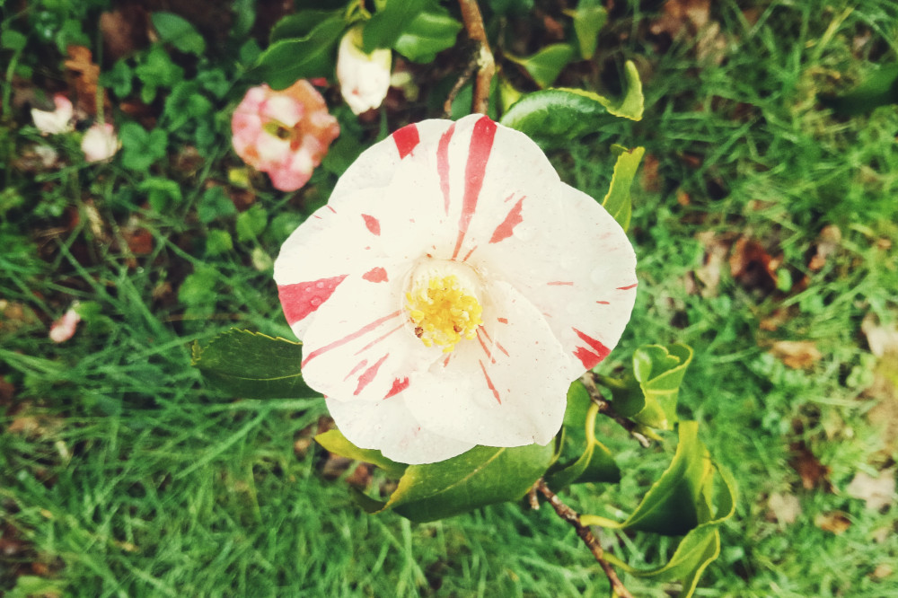A horizontal colour photograph of a pink and white camelia flowers with some rain water held in the middle.