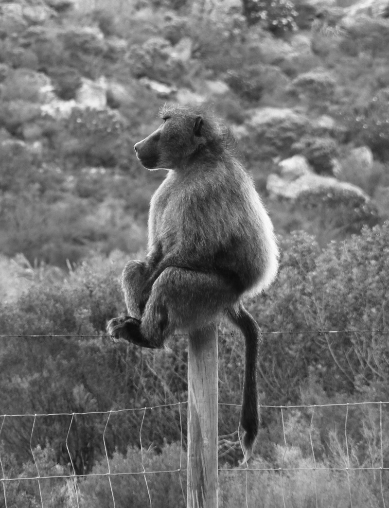 baboon-bw-blog